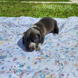 Teddy - Black male Dachshund puppy in Altamonte Springs, Florida from Happy Tails Dachshunds