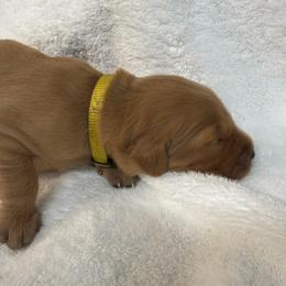 Rio (yellow boy) - Dark golden male Golden Retriever puppy in Stigler, Oklahoma from Red MAX Golden Retrievers