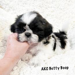 AKC Betty Boop - Tricolor female Shih Tzu puppy in Greenville, South Carolina from Babyface Shih Tzu