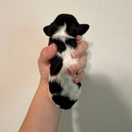 Tinker - Black and white female Cavapoo puppy in Eatonton, Georgia from TNT Puppies