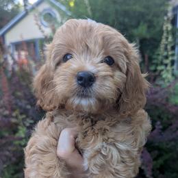 Mojave-F1 mini - Apricot female Cavapoo puppy in Placerville, California from Quartz Mountain Doodles