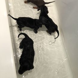 Dachshund Puppies from Doxie Acres