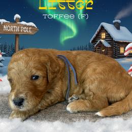 Toffee - Apricot female Goldendoodle puppy in Houston, Texas from Golden Life Doodles