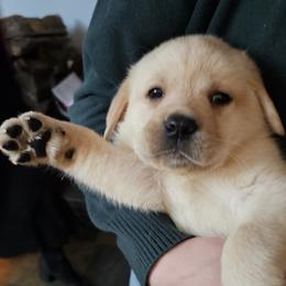 Girl 2 - female Labrador Retriever puppy in Lowell, Michigan from Ganderwood English Labradors