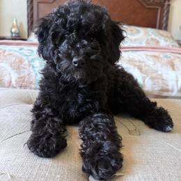 Valentina - Black female Poodle puppy in Buffalo, Illinois from Pear Tree Pups