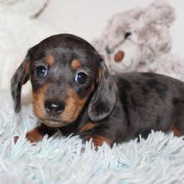 Girl 2 - Dapple female Dachshund puppy in Craig, Colorado from Rocky Mountain Shih Tzus and Dry Creek Miniature Dachshunds