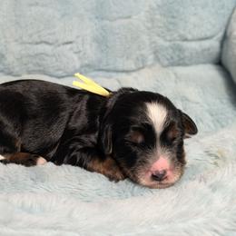 Croissant - Tri-color male Bernedoodle puppy in Mount Pleasant, Tennessee from Amy Brewer