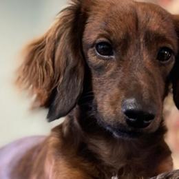 Dachshunds from Oak Bridge Farm