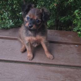 Muffin - Red sable female Russian Toy puppy in Boise, Idaho from Nesting Dolls