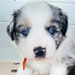 Orange Gator Baby - Blue merle male Miniature Australian Shepherd puppy in Newberry, Florida from Southern with Grace Mini Aussies