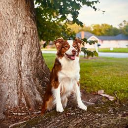 River - Australian Shepherd