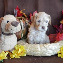 Australian Labradoodle Puppies from Bayside Labradoodles