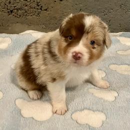 Red Merle male - Cocoa - Red merle male Australian Shepherd puppy in Cotati, California from Tried and True Aussies