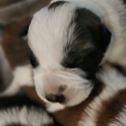 Saint Bernard Puppies from Amber's Saint Bernards