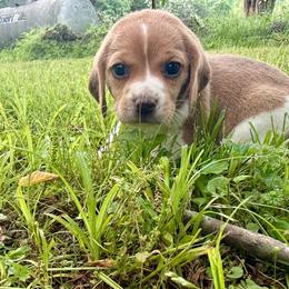 Cheesecake - Tan and white female Beagle puppy in Judsonia, Arkansas from Mayberry Acres Beagles and Basset Hounds