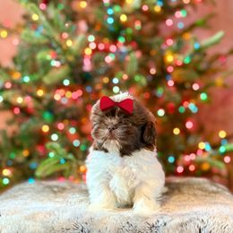 Girl 3 - Liver and white female Shih Tzu puppy in Seguin, Texas from Dolled Up Shih Tzus