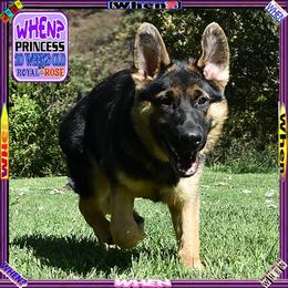 WHEN - Black and tan female German Shepherd puppy in Murrieta, California from Diamond Oaks German Shepherds