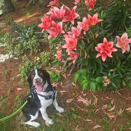 Nolan - English Springer Spaniel
