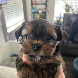 Precious - Sable female Yorkshire Terrier puppy in Laughlin, Nevada from Dani’s Yorkie’s