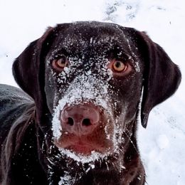 Boy 2 - Chocolate male Labrador Retriever puppy in Berlin Township, Michigan from Fritz Pointing Labs
