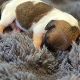 Girl one - Piebald Dachshund puppy in Barre, Massachusetts from Central Mass Dachshunds