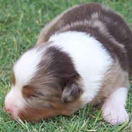 Australian Shepherd Puppies from NorthRidge Australian Shepherds