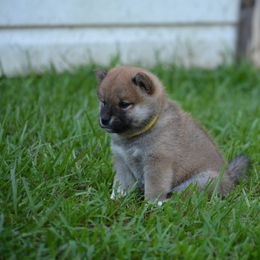 Shiba Inu and Siberian Husky Puppies from Rita Montgomery