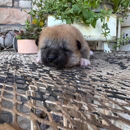 Girl 1 - Red female Japanese Akitainu puppy in Payson, Utah from Havoc Akitas