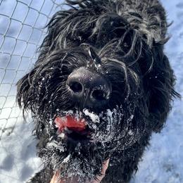 Son-Shine - Black Russian Terrier