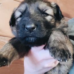 Soleil - Sable female German Shepherd puppy in Berwick, Maine from Vom Rindahaus Shepherds