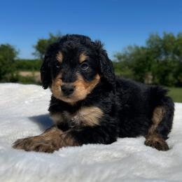 Jasper - Phantom male Bernedoodle puppy in Osage City, Kansas from Golden Ridge Goldens