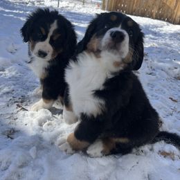 Bernese Mountain Dog Puppies from Bastian Mountain Dogs