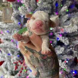 Marshmellow - Parti male Goldendoodle puppy in Roseburg, Oregon from Dbos Furry Friends