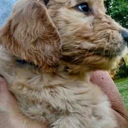 Goldendoodle and Golden Retriever Puppies from Dakota Sky's Goldens