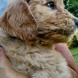 Goldendoodle and Golden Retriever Puppies from Dakota Sky's Goldens