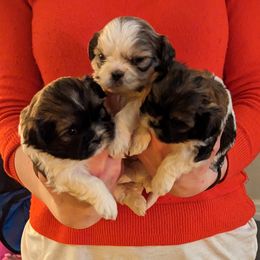 "Gnu Gnu, Bernadette Peters and Jub Jub" Shih Tzu Puppies from We Shih Tzu Not!
