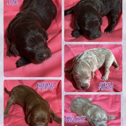 Cavapoo Puppies from Lana's Cavapoo Puppies