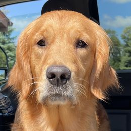 BUTTERBALL - Golden Retriever