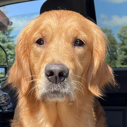 BUTTERBALL - Golden Retriever