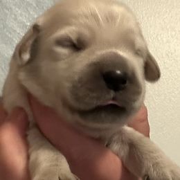 Girl 5 - female Golden Retriever puppy in Vienna, Maine from France Family Goldens
