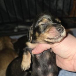 Prancer - Sable male Dachshund puppy in Windom, Minnesota from Aster Creek Dachshunds