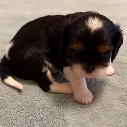 Boy 1 - Tri-color male Cavalier King Charles Spaniel puppy in Clintonville, Wisconsin from Whispering Meadows Performances Horses and Cavalier King Charles Spaniels