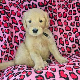 Lance - Apricot male Goldendoodle puppy in Georgetown, Tennessee from Georgetown Designer & Purebred Puppies