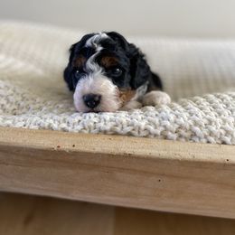 Bernedoodle, Goldendoodle, and Poodle Puppies from Central Valley Canine Companions
