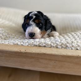 Bernedoodle, Goldendoodle, and Poodle Puppies from Central Valley Canine Companions