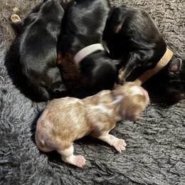 Boy 2 - Black and tan male Cavalier King Charles Spaniel puppy in Mcgregor, Minnesota from Country Cavaliers