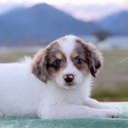 Glacier - Brown merle female Aussiedoodle puppy in Hamilton, Montana from North Lake Aussies