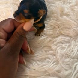 Tiny apricot - Black and tan female Yorkshire Terrier puppy in Selden, New York from Alisha's Yorkshire Terriers