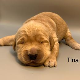 Tina - Golden female Golden Retriever puppy in New Ringgold, Pennsylvania from Hawk Mountain Doodles