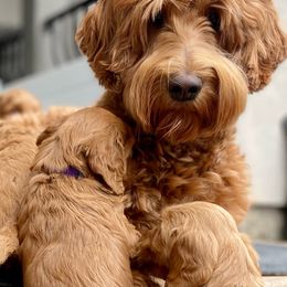 Australian Labradoodle Puppies from Starlight Ridge Australian Labradoodles